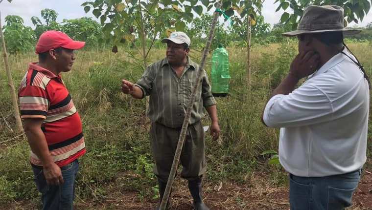 Pobladores aprenden a colocar trampas para hongos transmisores de enfermedades que afecta a árboles de cedro y caoba. (Foto Prensa Libre: Dony Stewart)