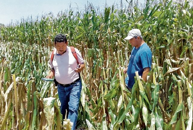 Cultivo de maíz en Guatemala debe aumentar su rendimiento de producción por hectárea, indican especialistas. (Foto, Prensa Libre: Hemeroteca PL).
