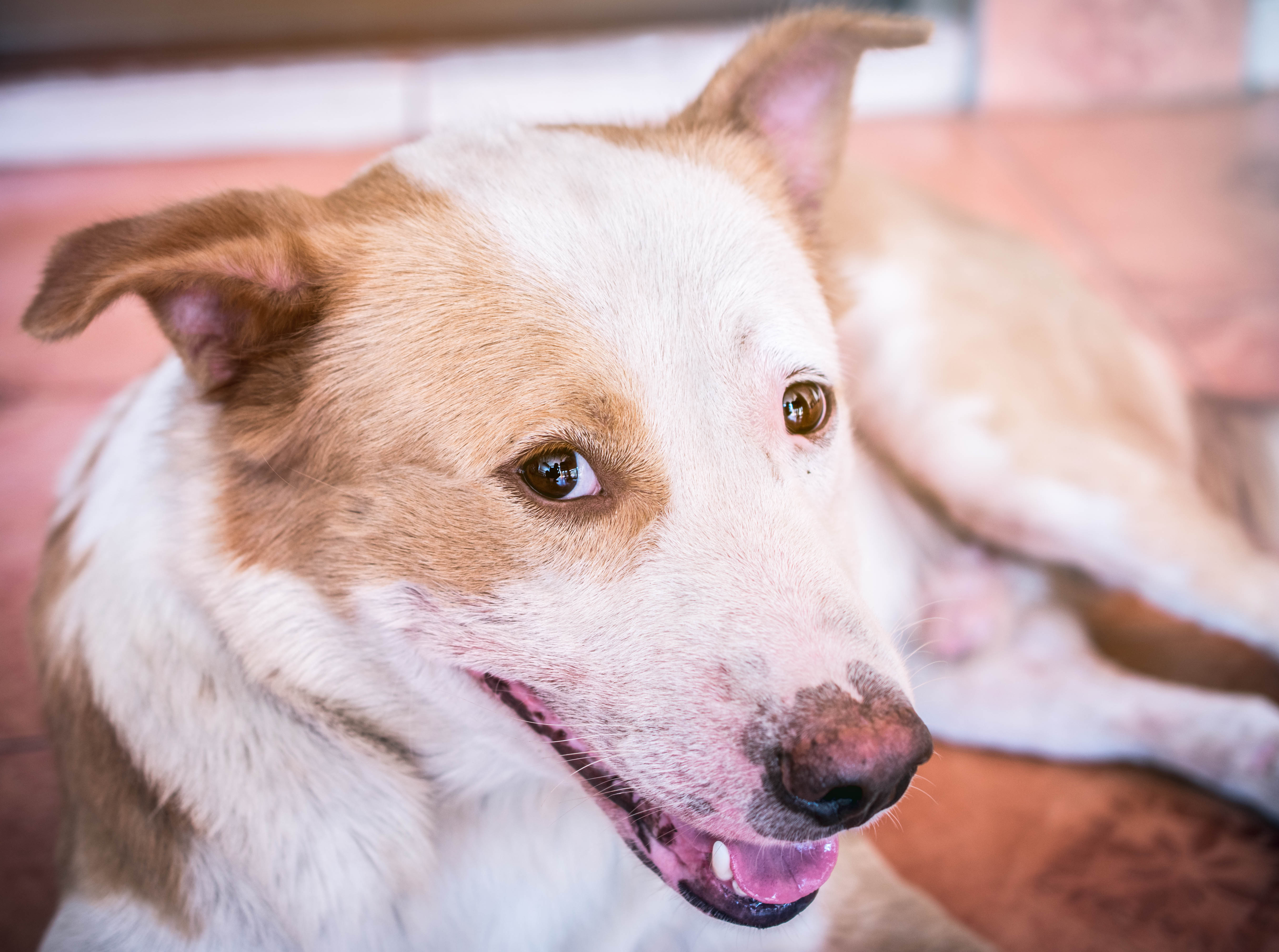 Vacunación es vital para prevenir la rabia en perros y gatos. (Foto Prensa Libre: Shutterstock)