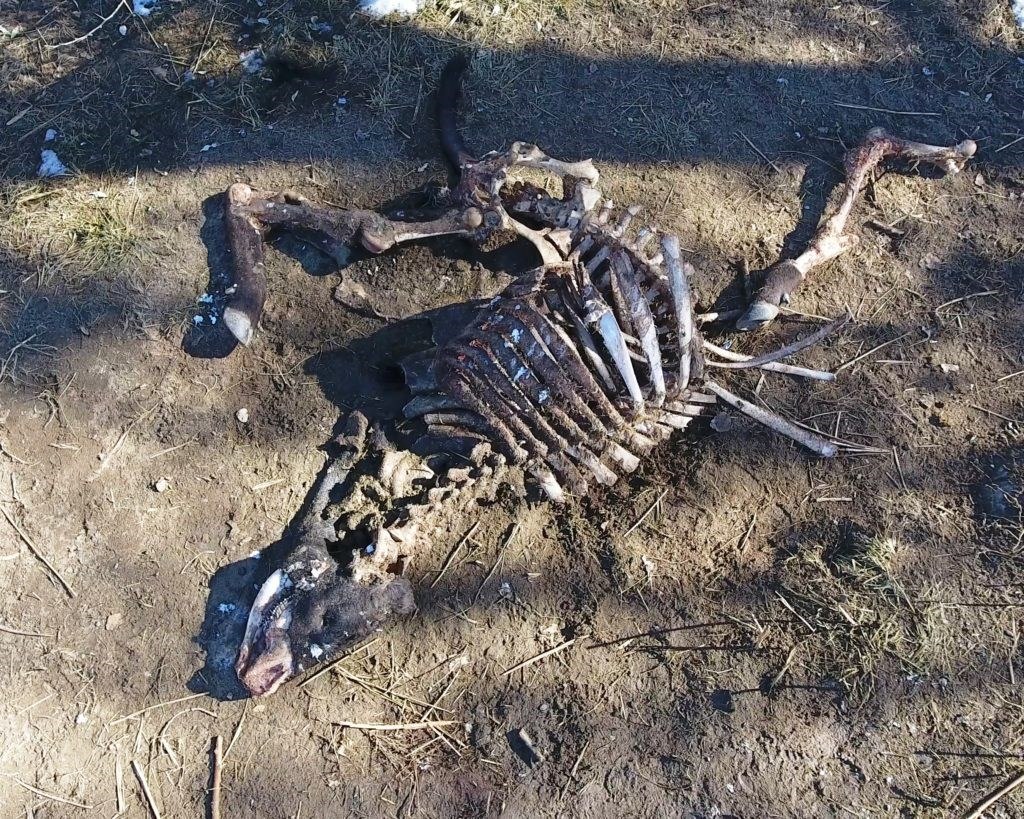 la misteriosa muerte de toros tiene en alerta a ganaderos y Policía de las zonas rurales del Oregón (EE. UU.), donde se manejan ya teorías sobre cultos satánicos o fenómenos alienígenas. (Foto Prensa Libre: EFE)