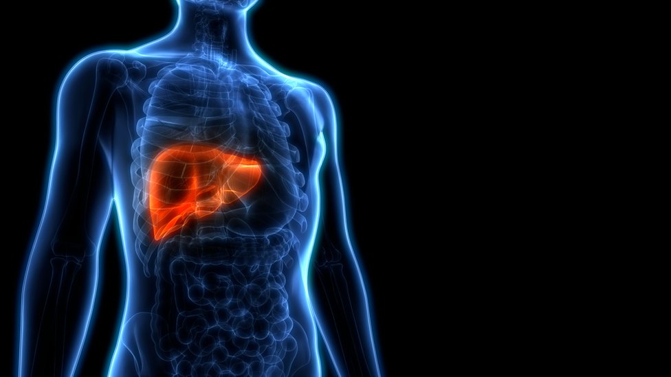 El hígado es el órgano más grande del cuerpo humano. (Foto Prensa Libre: Getty Images)