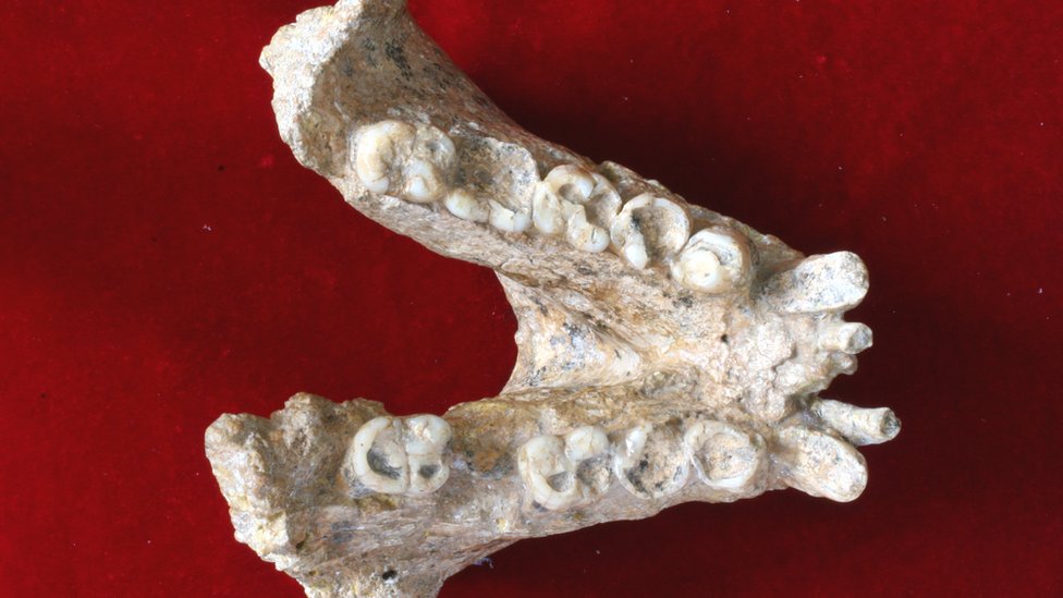 Se sabe muy poco de este misterioso simio, ya que solo se encontraron unos pocos fósiles, incluyendo esta mandíbula.