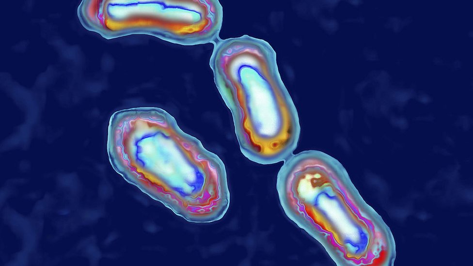 La peste está causada por la bacteria Yersinia pestis. GETTY IMAGES