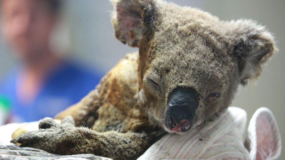 Un koala en un hospital de Nueva Gales del Sur. (Foto Prensa Libre: Getty Images)