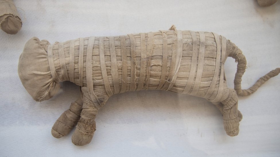 Los arqueólogos creen que dos de los animales momificados pueden ser cachorros de león. (Foto Prensa Libre: Reuters)