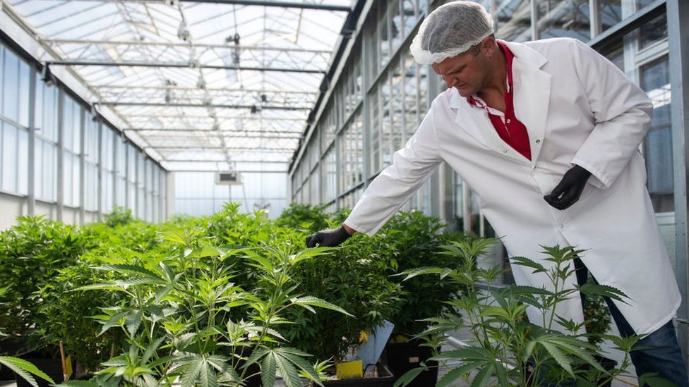 Se puede cultivar cannabis de forma legal en varios estados en Estados Unidos. (Foto Prensa Libre: Getty Images)