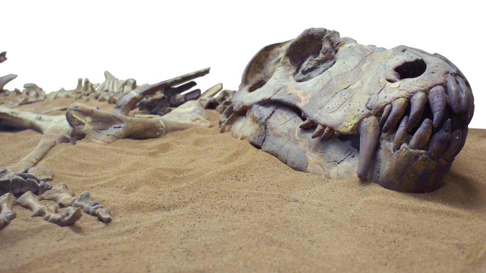 Los dinosaurios murieron hace cerca de 66 millones de años. Foto: Getty Images