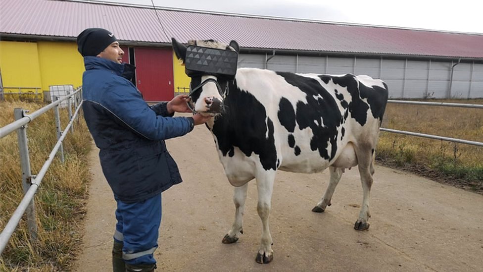 Para qué sirven las gafas de realidad virtual que en Rusia les ponen a las vacas