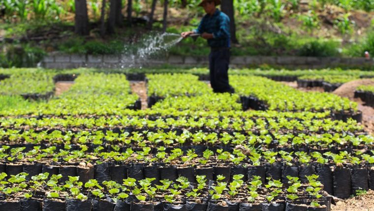 Modificaciones en la SAT van enfocadas a incentivar la producción nacional. (Foto Prensa Libre: Hemeroteca PL)
