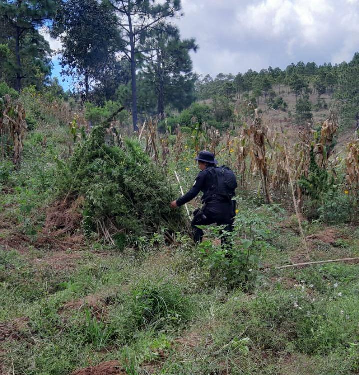 La Policía y el Ministerio Público destruyeron 550 matas de marihuana en Totonicapán. (Foto Prensa Libre: PNC)
