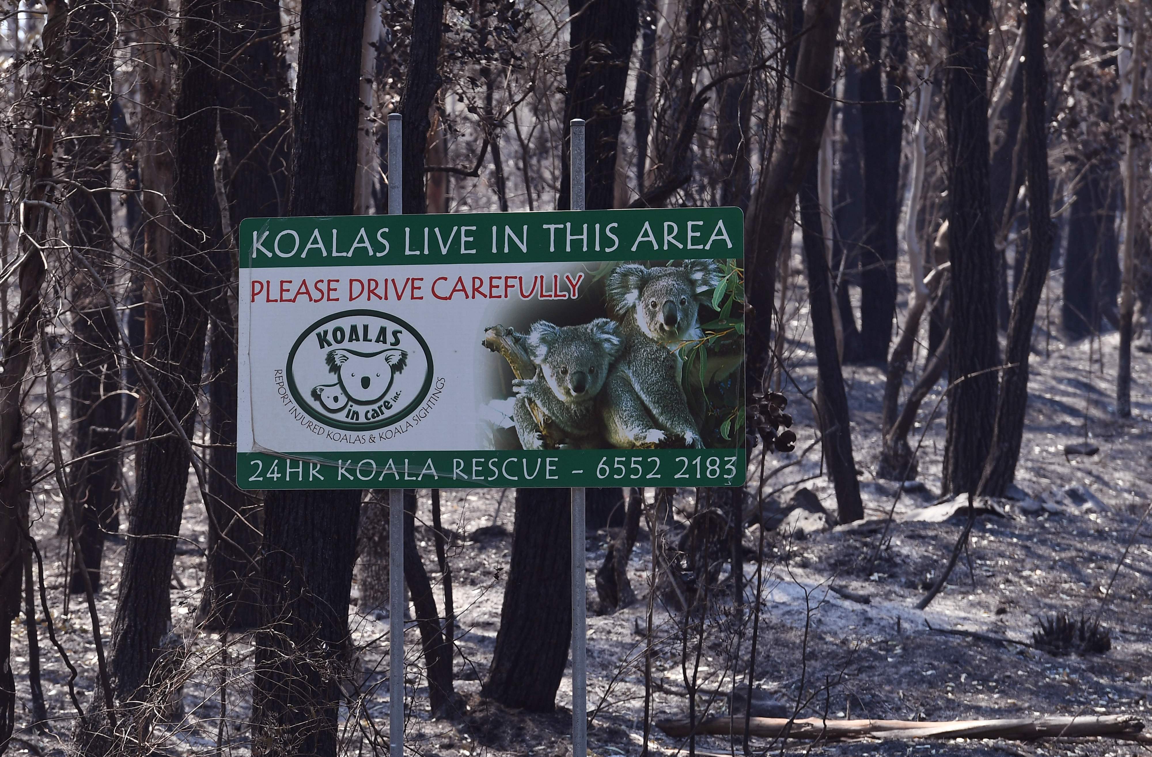 Un letrero que indica que los koalas viven en el área, se encuentra en un bosque quemado cerca de la ciudad de Taree, a unos 350 kilómetros al norte de Sydney. (Foto Prensa Libre: AFP)