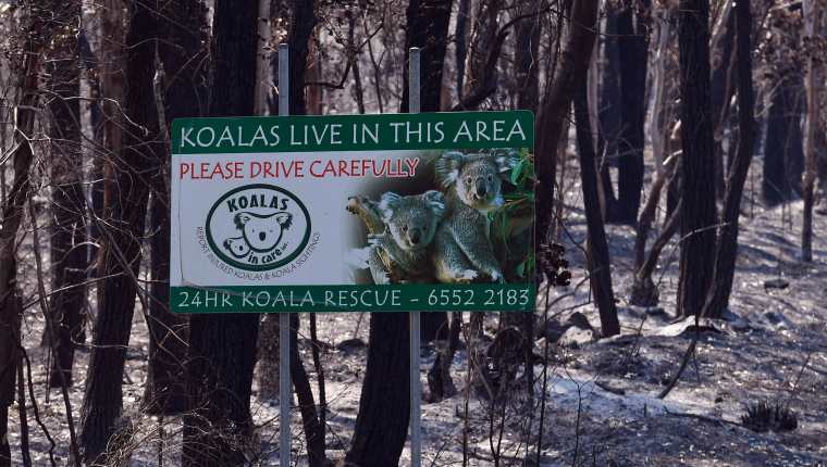 Un letrero que indica que los koalas viven en el área, se encuentra en un bosque quemado cerca de la ciudad de Taree, a unos 350 kilómetros al norte de Sydney. (Foto Prensa Libre: AFP)