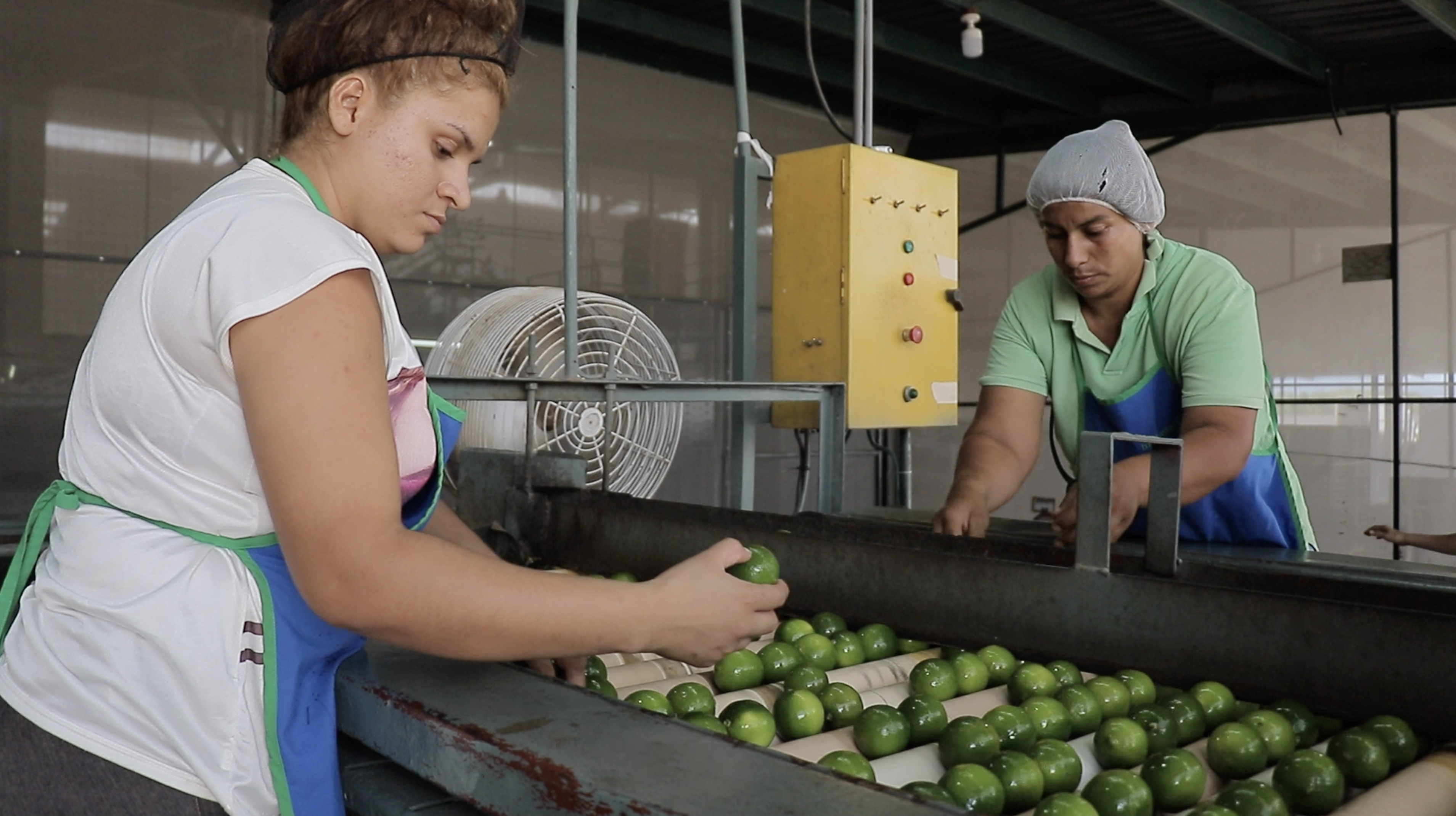 Según agro exportadores los productores y empresas guatemaltecas que compiten en el mercado de Reino Unido están altamente calificadas. (Foto Prensa Libre: Cortesía)