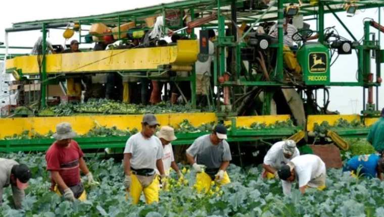 Muchos migrantes guatemaltecos laboran en las granjas y procesadoras de tomates y hortalizas en Estados Unidos.  (Foto Prensa Libre: Hemeroteca PL)