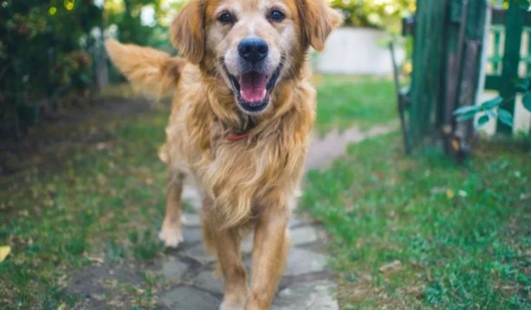 Ahora es posible saber la edad de los perros. (Foto Prensa Libre: Shutterstock)