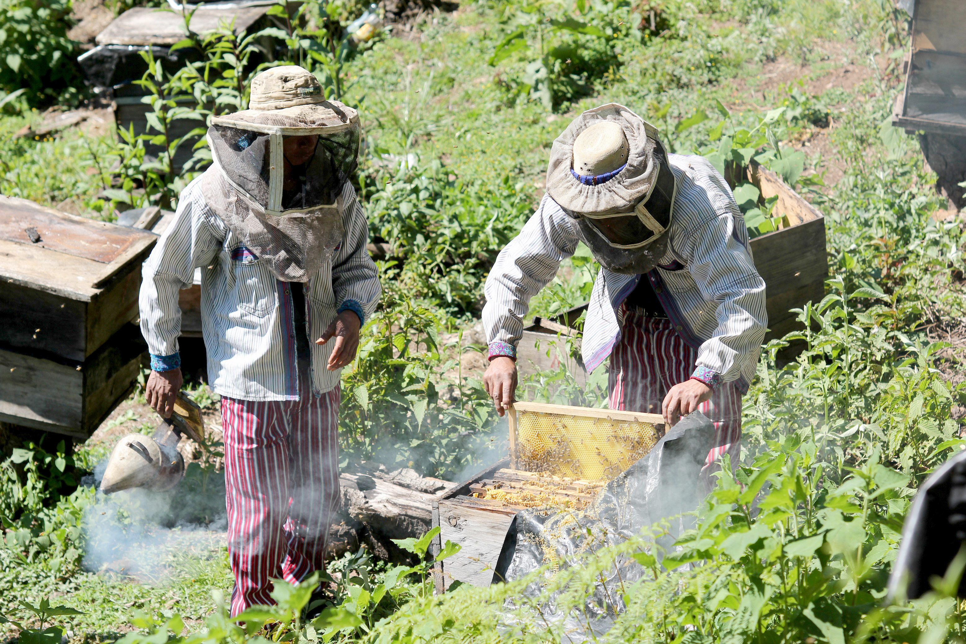 Productores de miel en Todos Santos Cuchumatán, son beneficiados con los proyectos financiados por la Unión Europea que les permitirán exportar miel. (Foto Prensa Libre: Mike Castillo)
