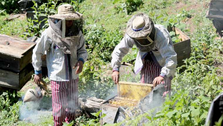 Productores de miel en Todos Santos Cuchumatán, son beneficiados con los proyectos financiados por la Unión Europea que les permitirán exportar miel. (Foto Prensa Libre: Mike Castillo)