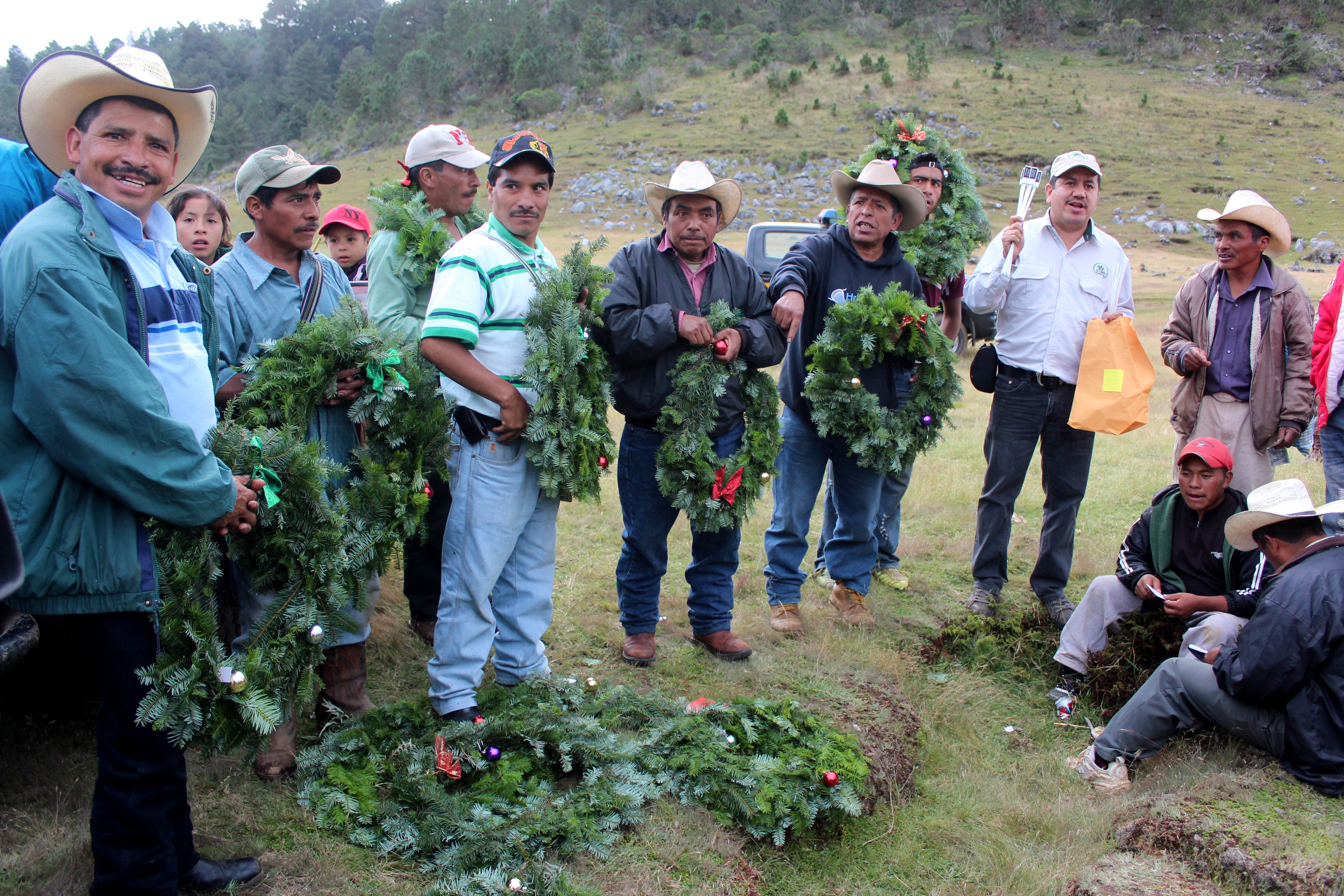 Agricultores de Cuilco, Huehuetenango, cambian cultivos de hortalizas por pinabete. (Foto Prensa Libre: Mike Castillo)
