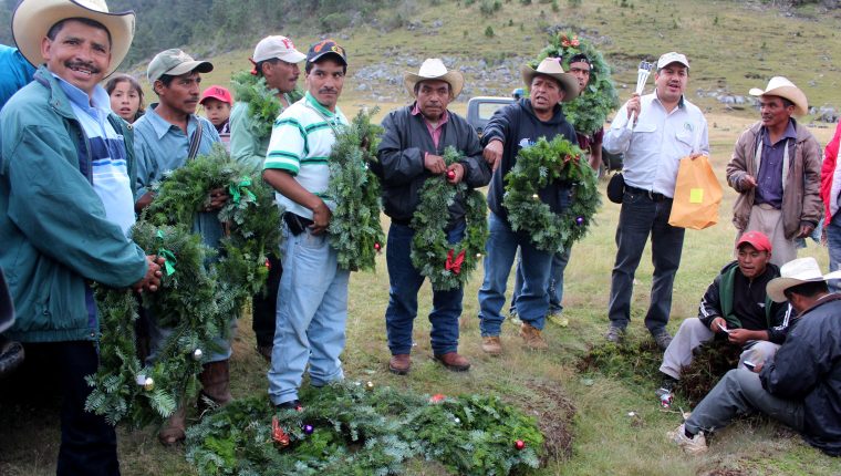 Agricultores de Cuilco, Huehuetenango, cambian cultivos de hortalizas por pinabete. (Foto Prensa Libre: Mike Castillo)