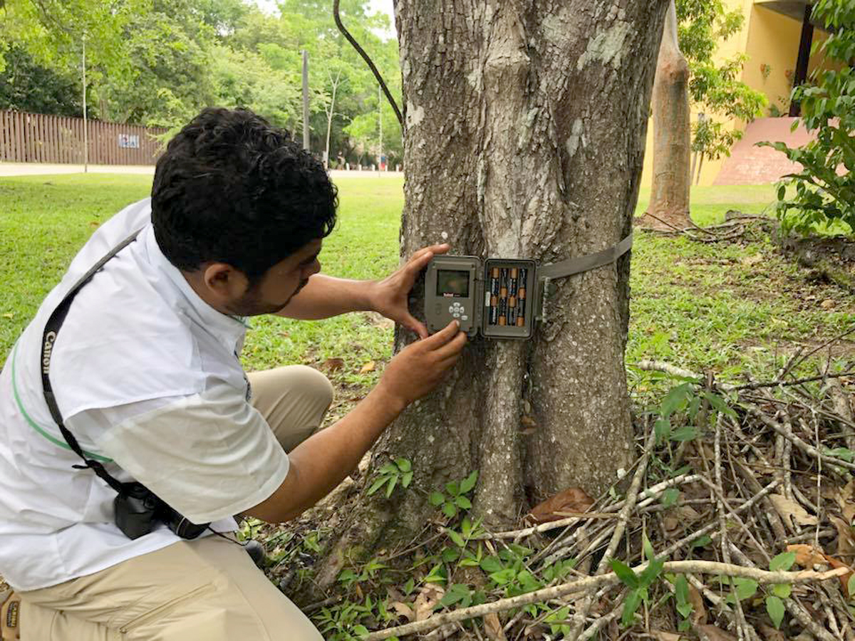 Las cámaras que fueron robadas se encontraban instaladas en los arboles al interior del parque Tikal.