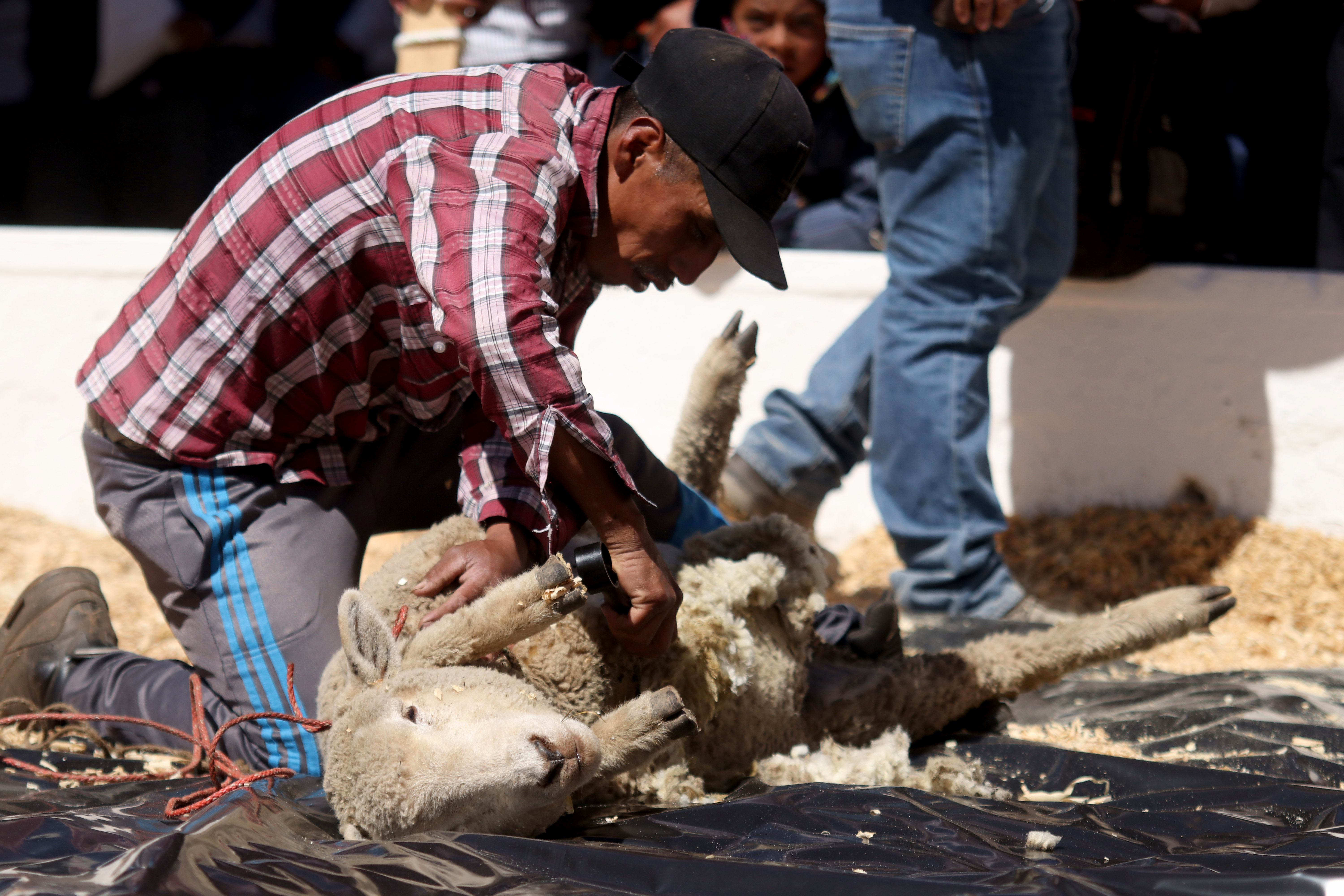 Un ovino productor participa en el concurso de esquila en la Feria del Cordero efectuada en los Cuchumatantes. (Foto Prensa Libre: Mike Castillo)