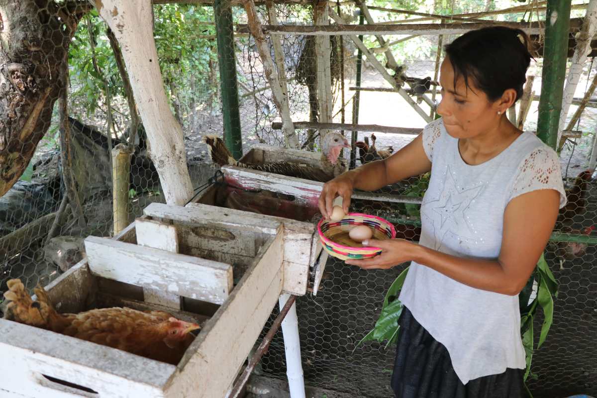 Con crianza de gallinas y siembra de hortalizas familias luchan contra la pobreza