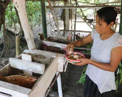 Con crianza de gallinas y siembra de hortalizas familias luchan contra la pobreza