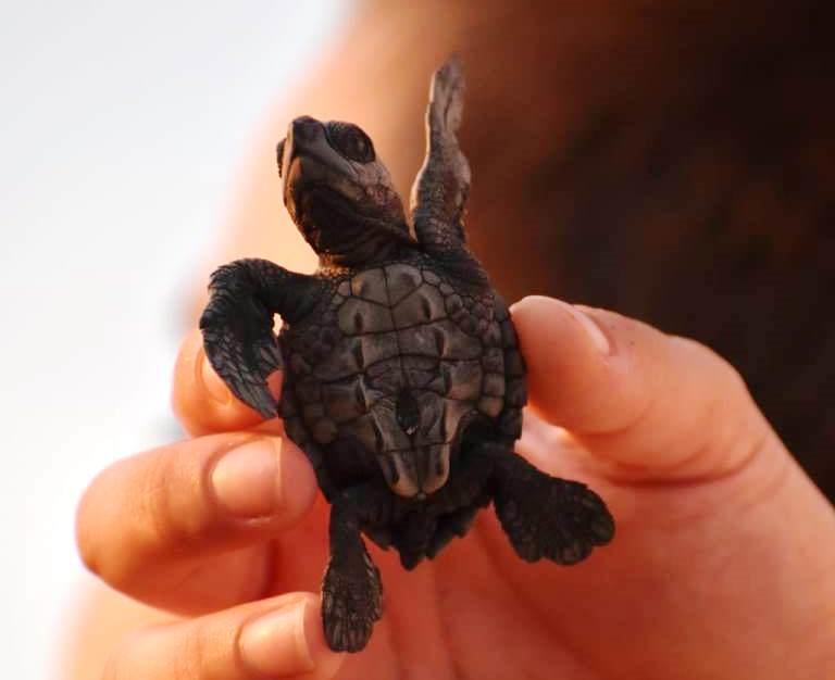 Casa de Áak en Champerico Retalhuleu liberó este año seis mil 500 tortugas parlama. (Foto Prensa Libre: Casa de Áak)