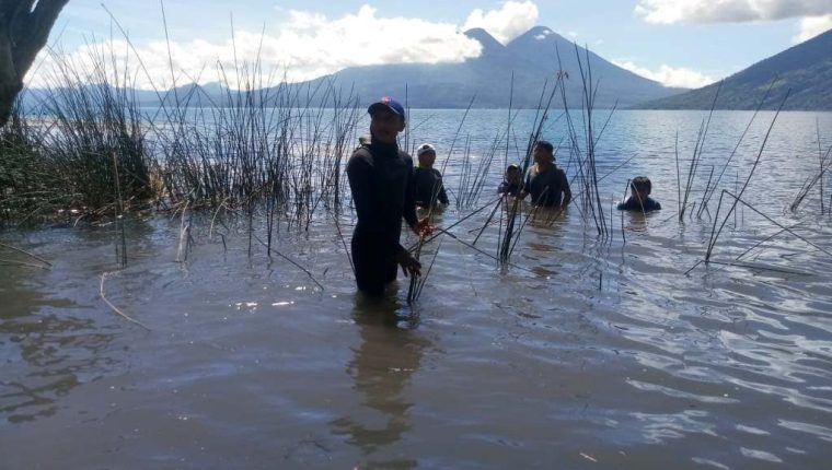 En San Marcos La Laguna, Sololá, pobladores y un grupo de extranjeros sembraron tul para descontaminar el Lago de Atitlán. (Foto Prensa Libre: Corazón del Tul) 