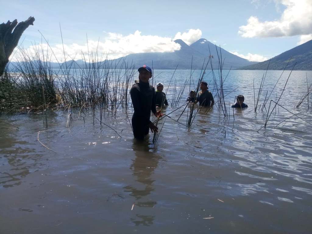 En San Marcos La Laguna, Sololá, pobladores y un grupo de extranjeros sembraron tul para descontaminar el Lago de Atitlán. (Foto Prensa Libre: Corazón del Tul) 