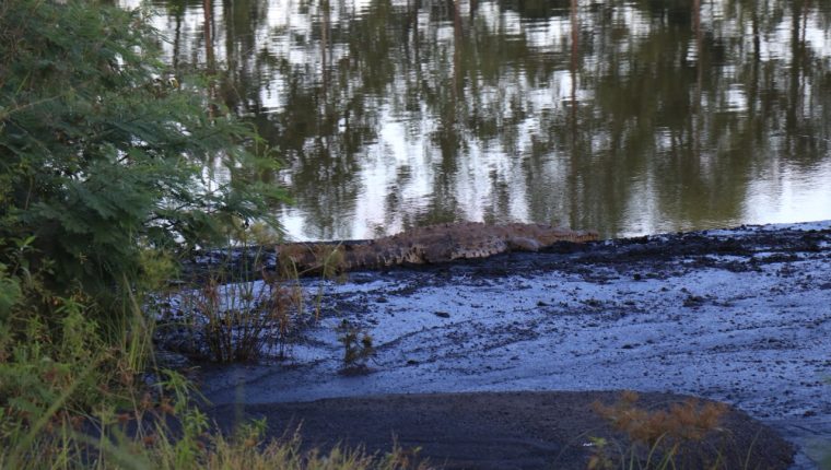 Un cocodrilo americano descansa en una de las zonas de la reserva natural Setal. (Foto Prensa Libre: Dony Stewart)