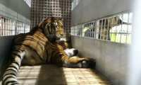 Uno de los tigres rescatados de circo que será trasladado a Estados Unidos. (Foto Prensa Libre: Conap). 