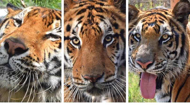 Los tigres Max, Kimba y Simba rescatados de circos parten a su santuario en EE. UU.