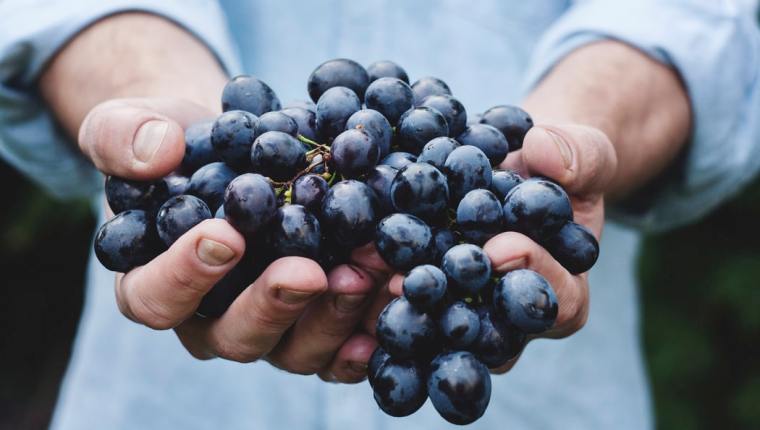 Las uvas podrían evitar el desarrollo del cáncer de piel y de mama