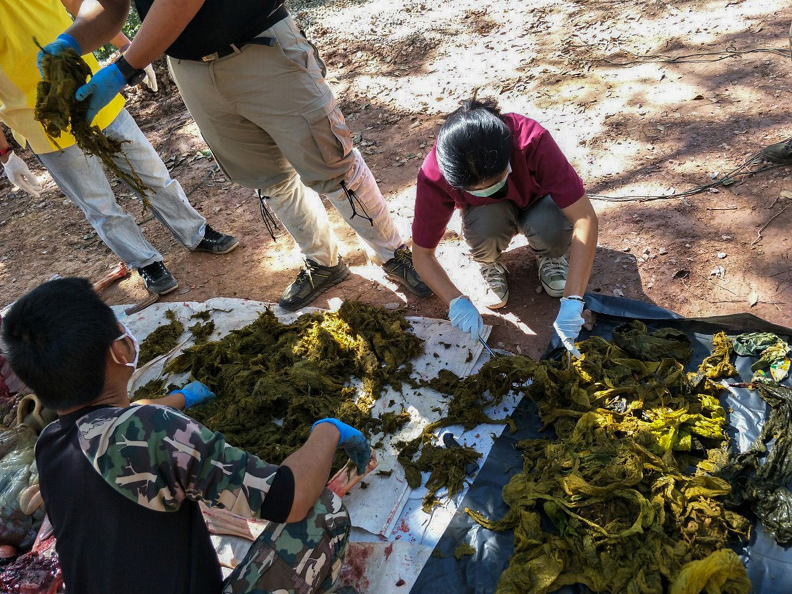 Veterinarios examinan piezas de desechos plásticos recuperados del estómago de un ciervo muerto en el Parque Nacional Khun Sathan en la provincia de Nan en Tailandia. (Foto Prensa Libre: AFP)