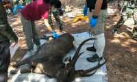 Un ciervo fue hallado muerto tras haber ingerido siete kilos de bolsas de plástico y otros restos de basura en Tailandia, lo que revela el problema de tirar basuras y desechos en aguas y bosques de este país. (Foto Prensa Libre: AFP)