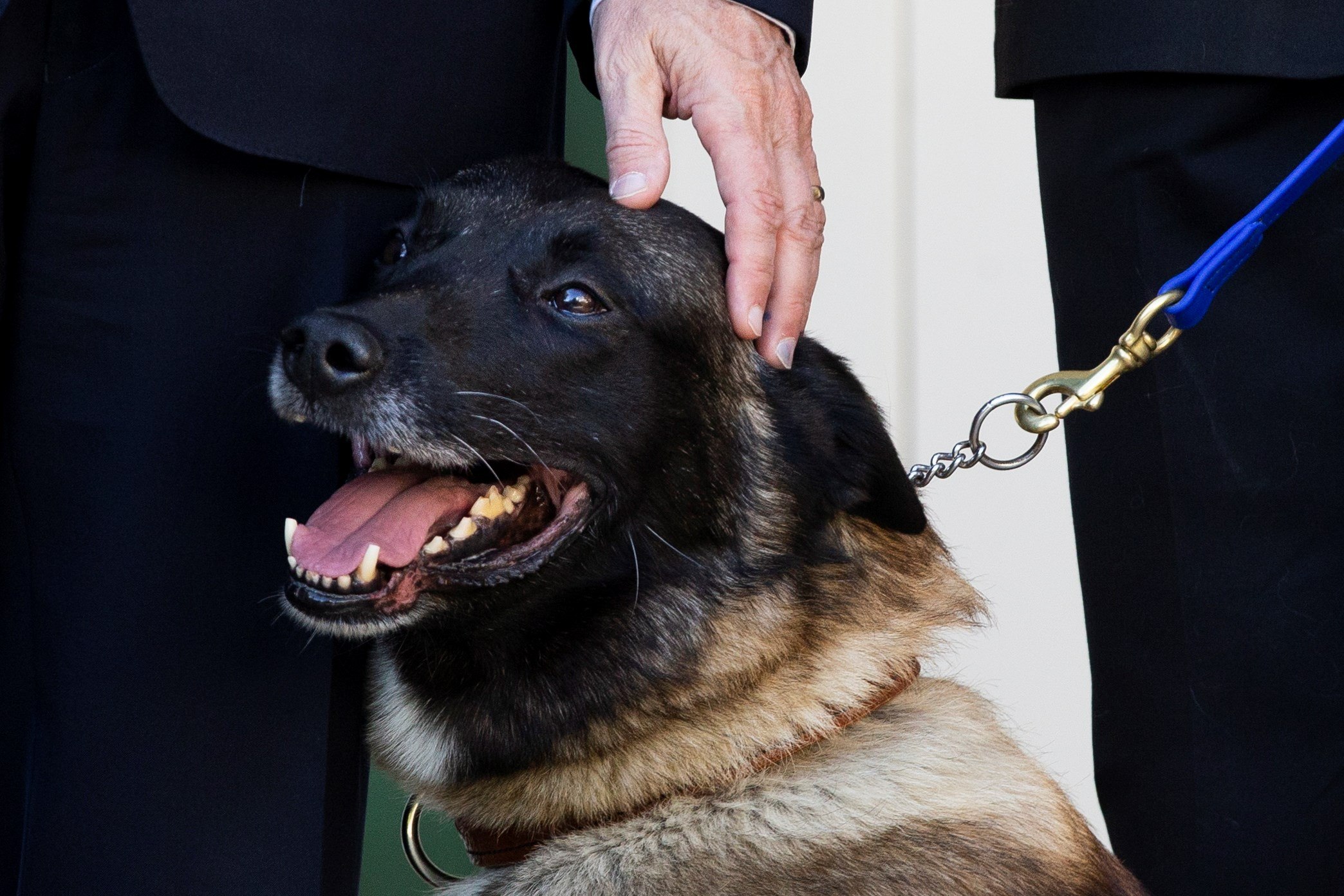 Trump honró a Conan, la perra que participó en el ataque contra el líder del ISIS Abu Bakr al-Baghdadi. (Foto Prensa Libre: EFE)