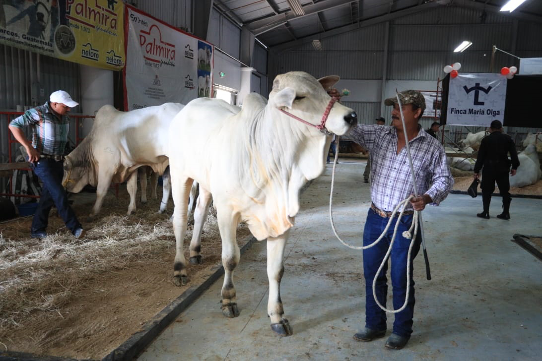 Ganaderos guatemaltecos enviarán en diciembre los primeros despachos de ganado en pie hacia México, luego de haber finalizado el proceso de negociación y cumplimiento de las normativas sanitarias para el ingreso de animales. (Foto Prensa Libre: Carlos Hernández Ovalle) 