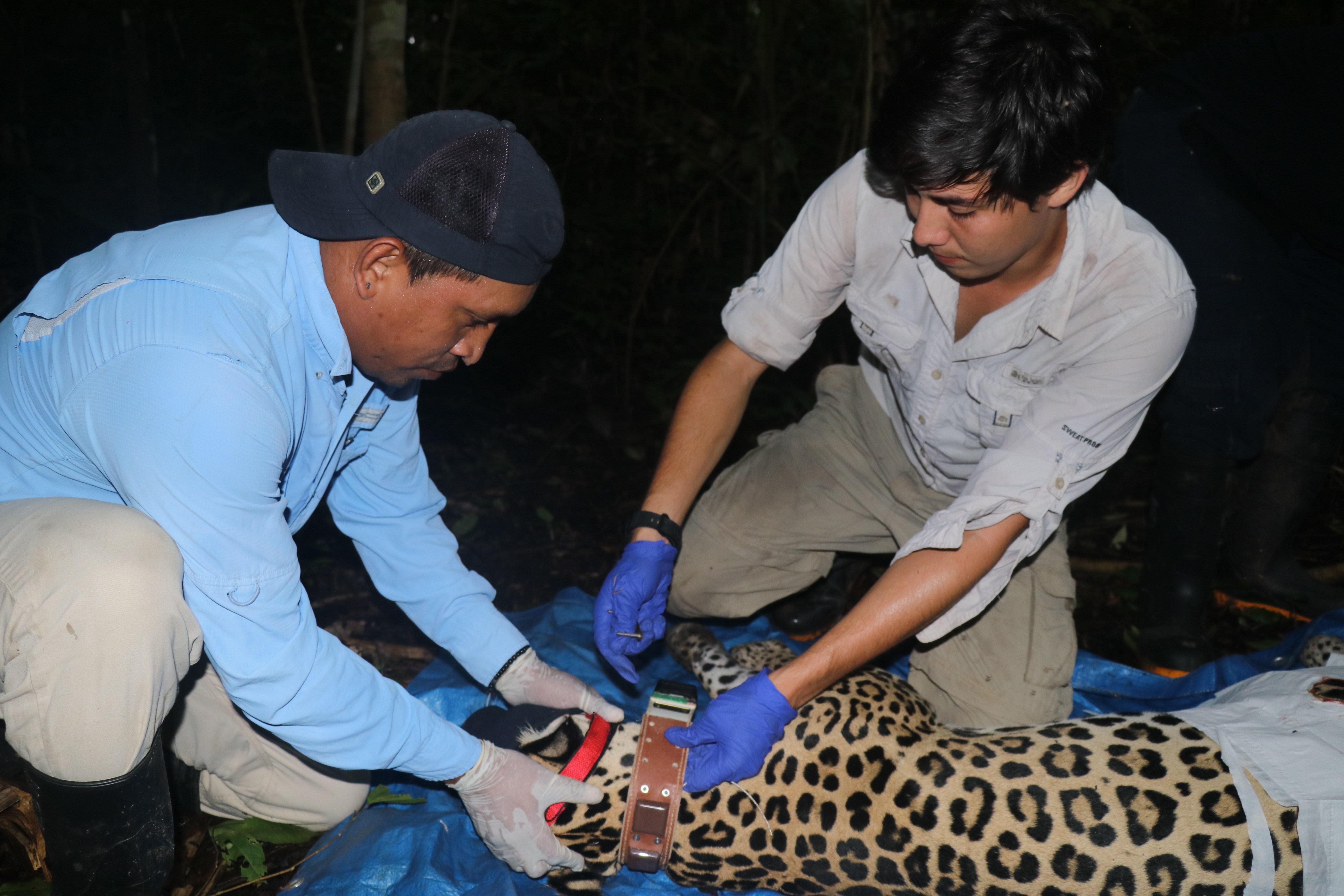 Científicos de la Fundación Yaguará colocan un dispositivo GPS a una Jaguar hembra en la selva del Darién, Panamá.  (Foto Prensa Libre: EFE)