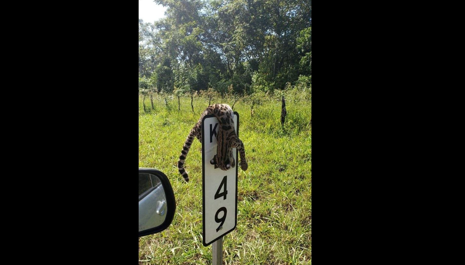 El cadáver del tigrillo apareció colgado en una señal de tránsito. (Foto Prensa Libre: @NotiorienteGT)