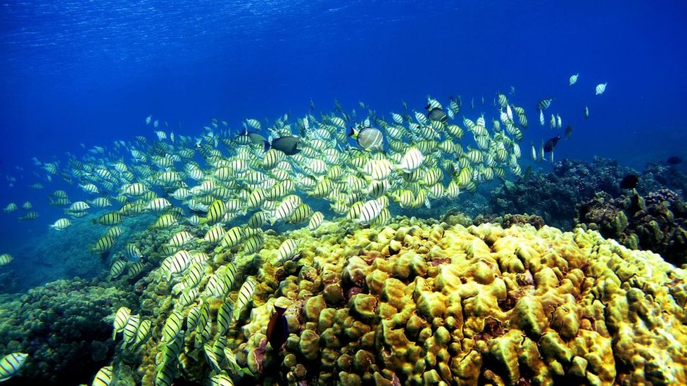 Según los científicos, el "enriquecimiento acústico" atrae a los peces y ayuda a resucitar los arrecifes de coral moribundos. GETTY IMAGES