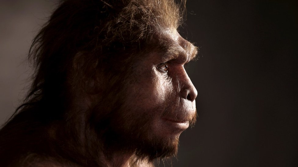 Una reconstrucción del Homo erectus, la primera especie humana conocida que caminó completamente erguida. SCIENCE PHOTO LIBRARY