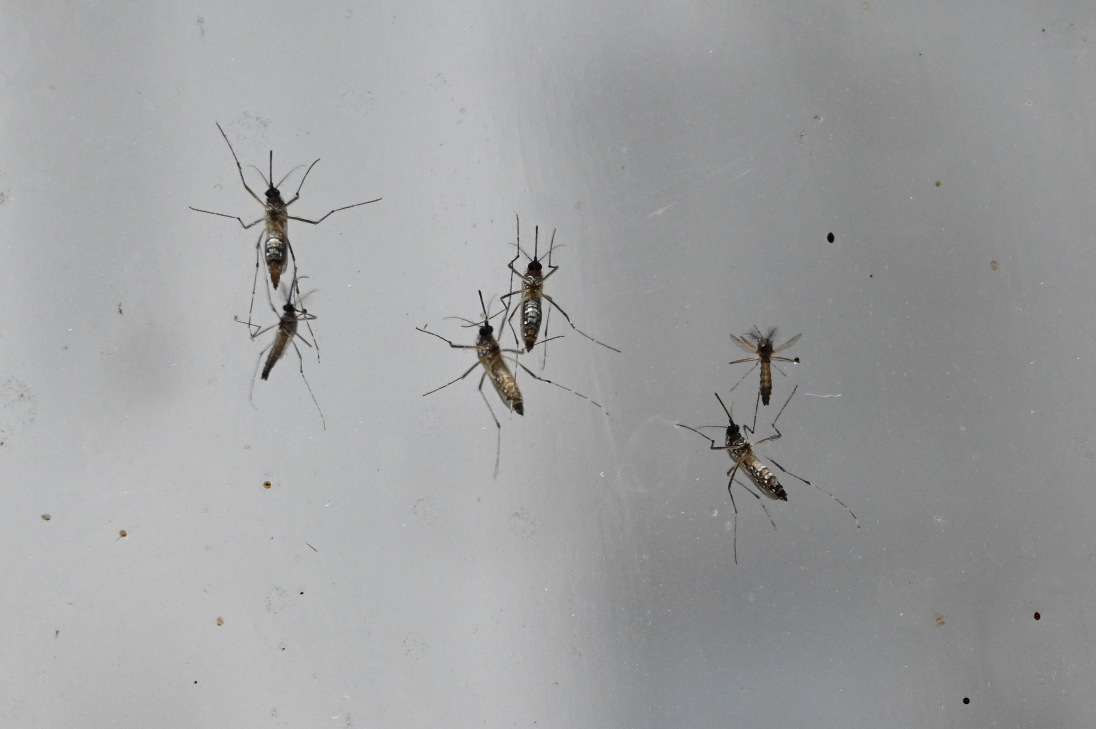 El dengue es transmitido por el mosquito Aedes Aegypti. No se conoce con certeza el número de guatemaltecos que han sido afectados porque la base de datos del Ministerio de Salud tiene inconsistencias. (Foto Prensa Libre: AFP)