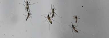 El dengue es transmitido por el mosquito Aedes Aegypti. No se conoce con certeza el número de guatemaltecos que han sido afectados porque la base de datos del Ministerio de Salud tiene inconsistencias. (Foto Prensa Libre: AFP)