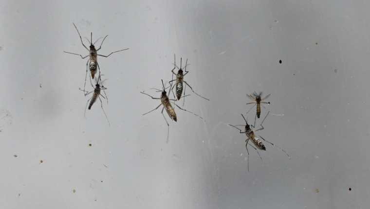 El dengue es transmitido por el mosquito Aedes Aegypti. No se conoce con certeza el número de guatemaltecos que han sido afectados porque la base de datos del Ministerio de Salud tiene inconsistencias. (Foto Prensa Libre: AFP)