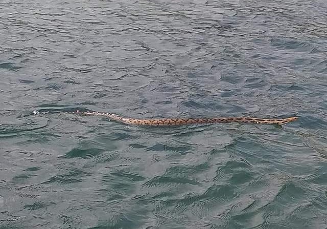 Una serpiente fue vista en aguas del Lago de Atitlán, lo que causó asombro a vecinos y turistas del lugar. (Foto Prensa Libre: Tomada de Facebook)