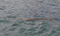 Una serpiente fue vista en aguas del Lago de Atitlán, lo que causó asombro a vecinos y turistas del lugar. (Foto Prensa Libre: Tomada de Facebook)