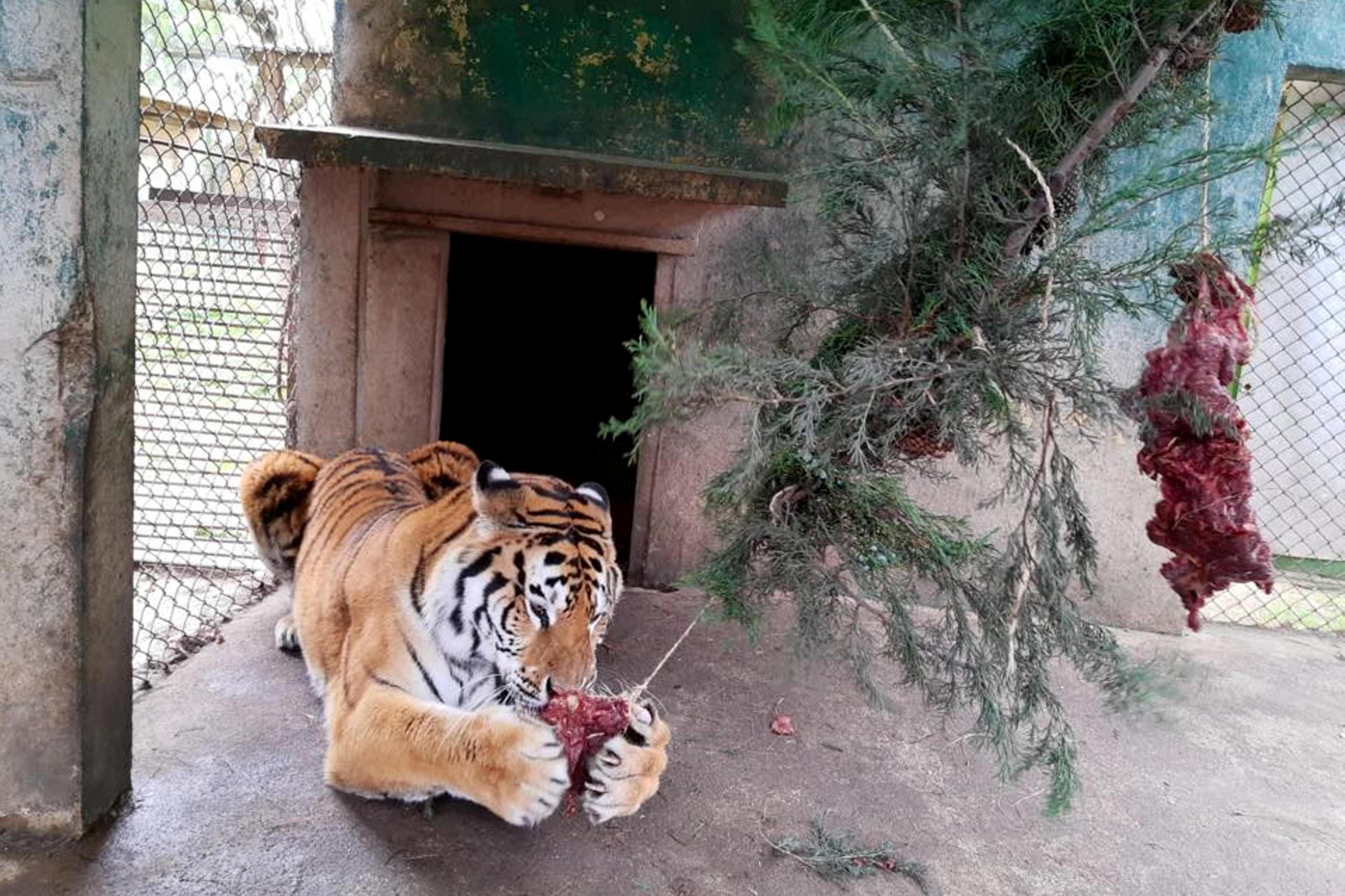 Animales del zoológico de Xela celebraron la Navidad para reducir el estrés previo a la pirotecnia por la festividad. (Foto Prensa Libre: María Longo) 