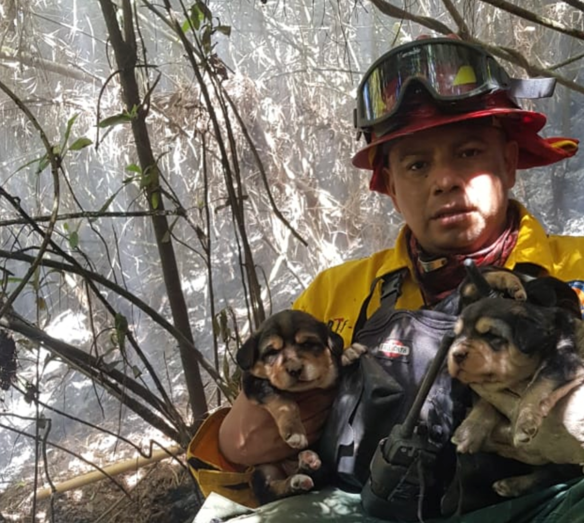 Tres cachorros de perro se salvan de morir quemados en un incendio forestal