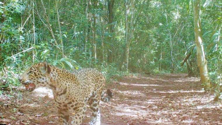 Jaguar captado cerca del campamento de la Carmelita, San Andrés, Petén. (Foto Prensa Libre: Cooperativa Carmelita). 
